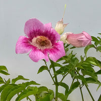 The Plantor