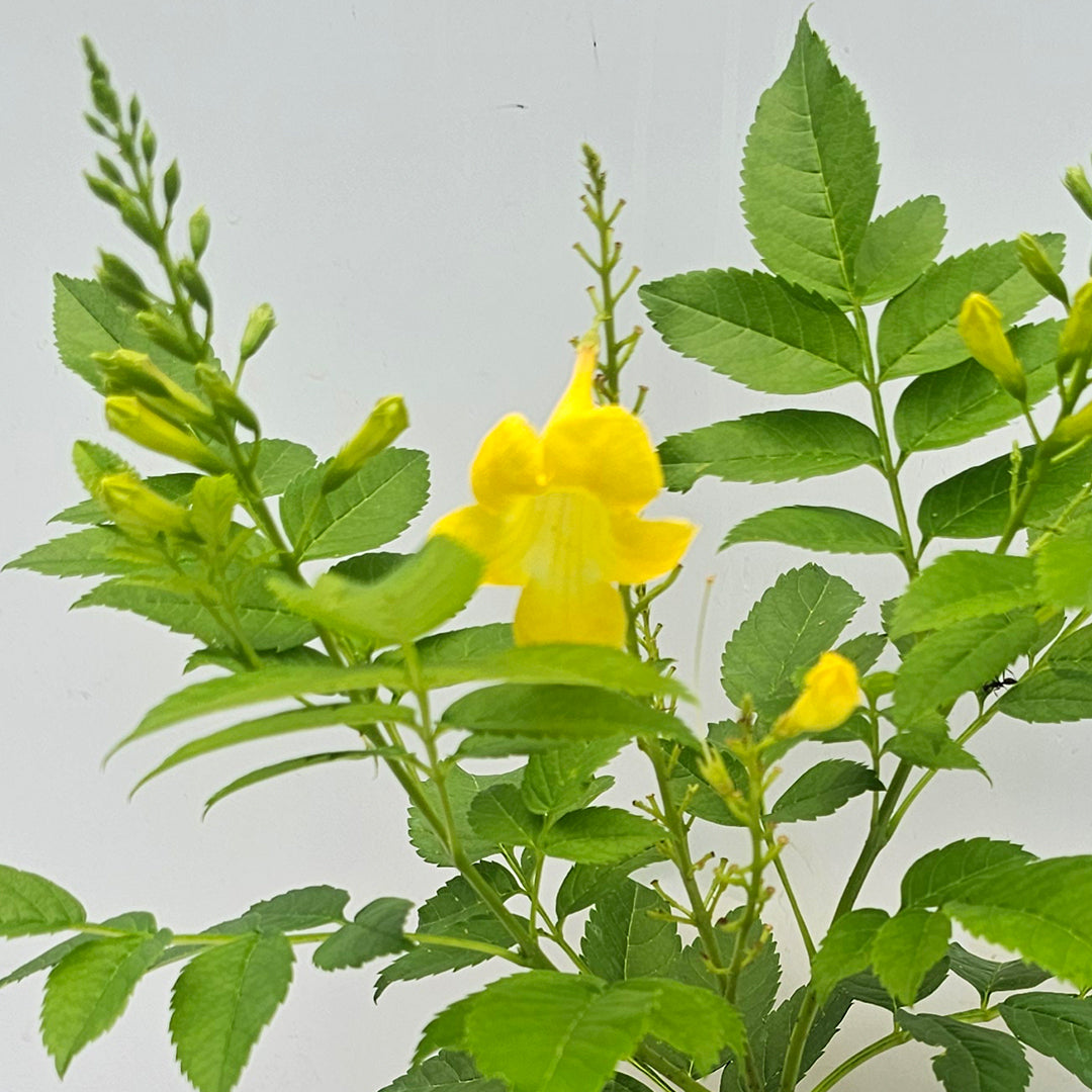 The Plantor