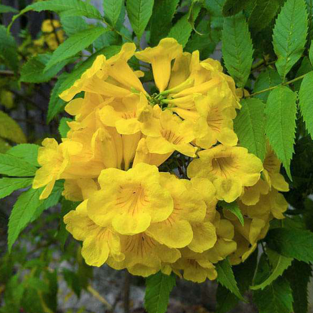 The Plantor