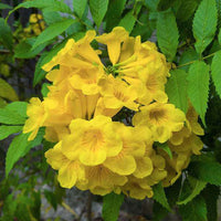 The Plantor