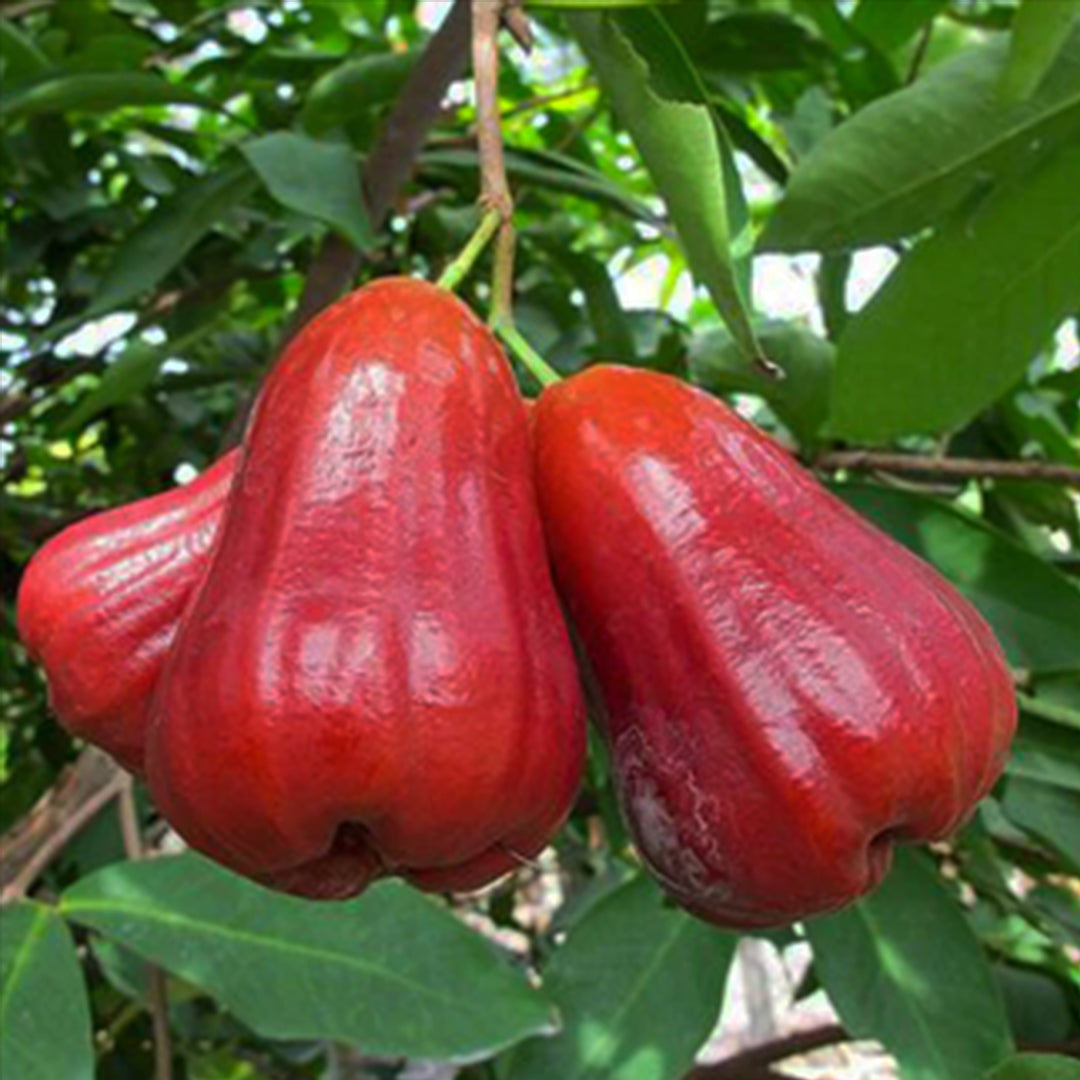 The Plantor
