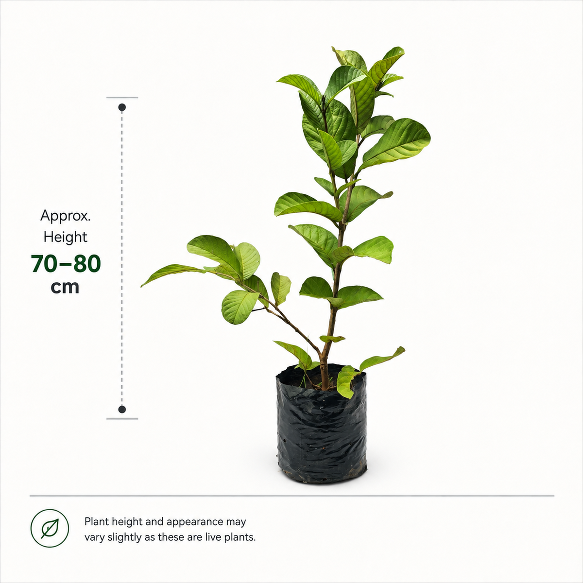 The Plantor