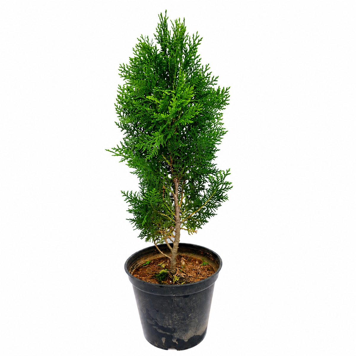 The Plantor