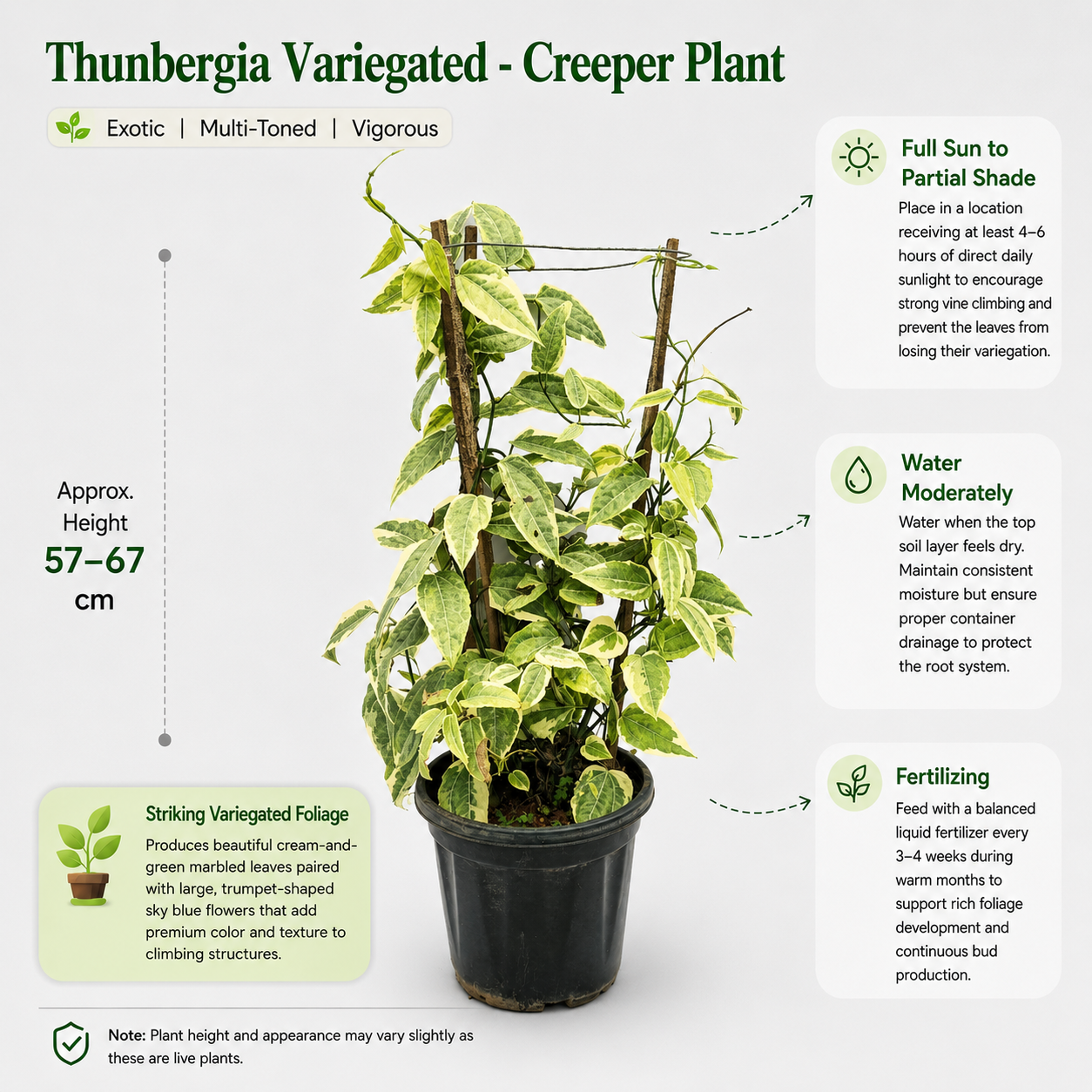 The Plantor