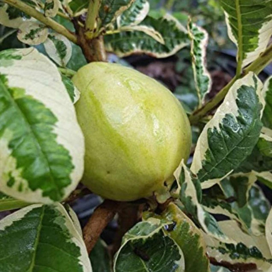 The Plantor