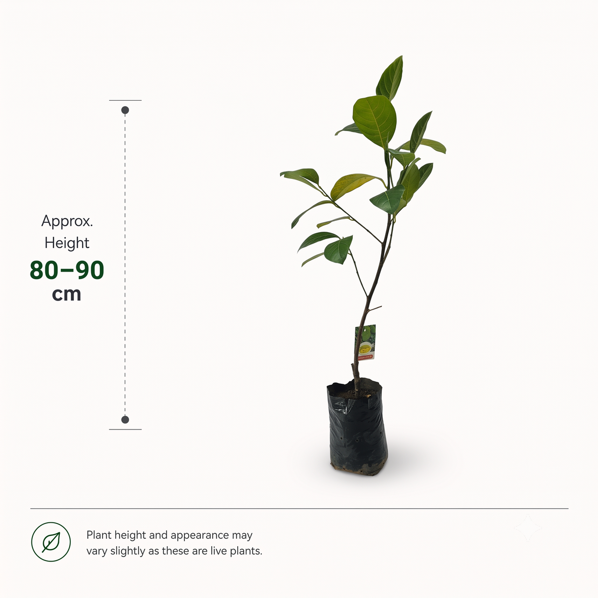 The Plantor
