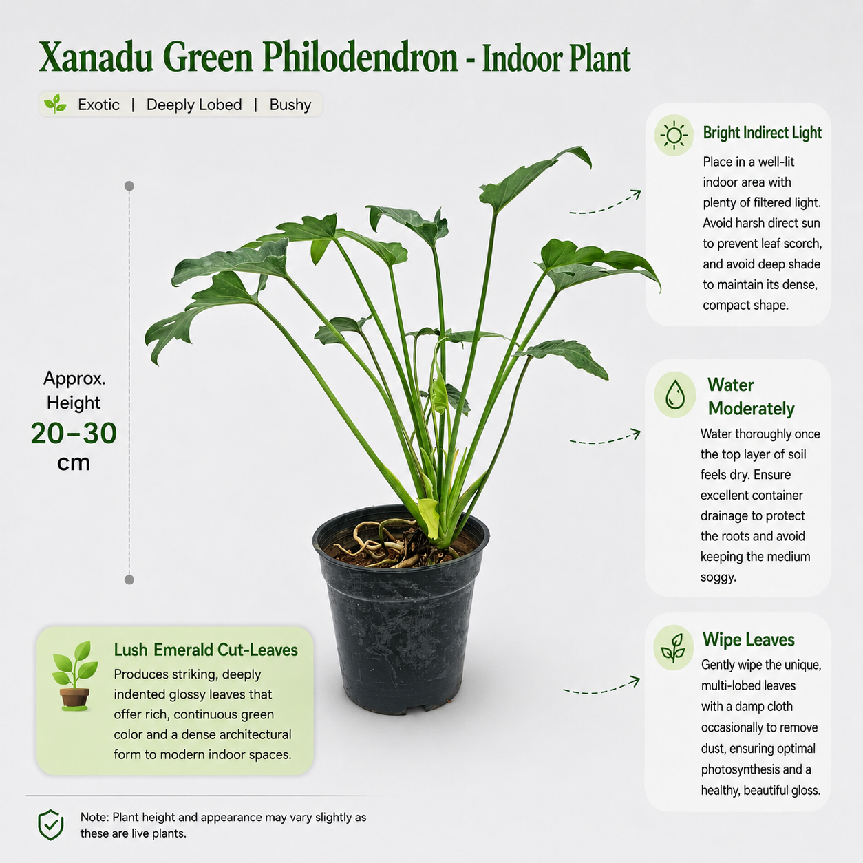 The Plantor
