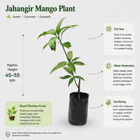 Jahangir Mango Plant
