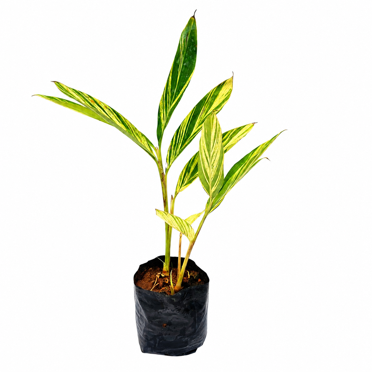 The Plantor