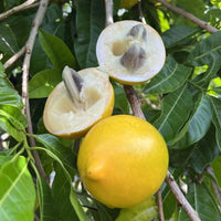 The Plantor