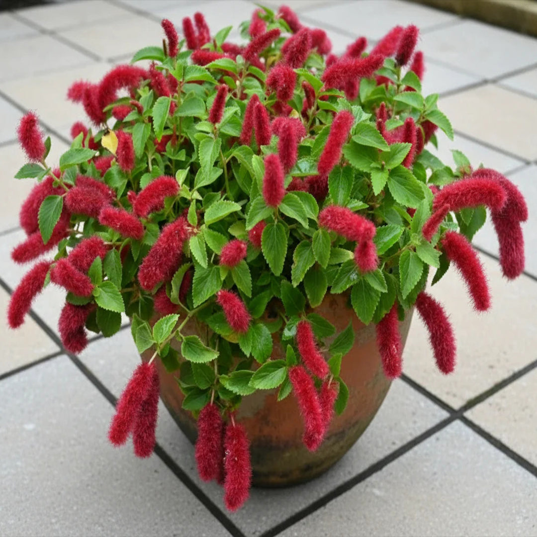 The Plantor