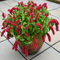 The Plantor
