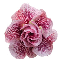 Adenium Multi-Petal Grafted Double Dark Red BR108 Desert Rose - Ready To Flower (Double Dark Red) fresh flower bloom closeup - authentic nursery specimen photo by The Plantor