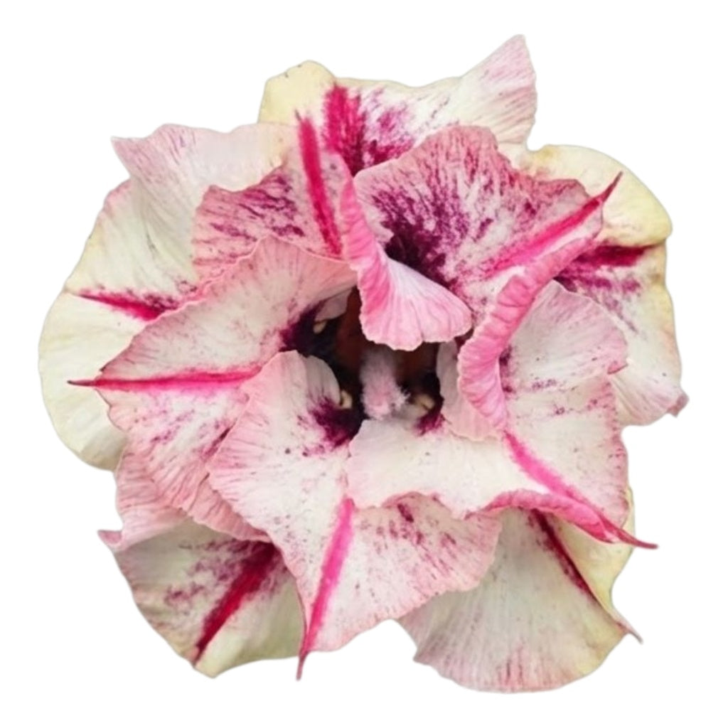 Adenium Multi-Petal Grafted Pink & White Stripe BR110 Desert Rose - Ready To Flower (Pink & White Stripe) fresh flower bloom closeup - authentic nursery specimen photo by The Plantor