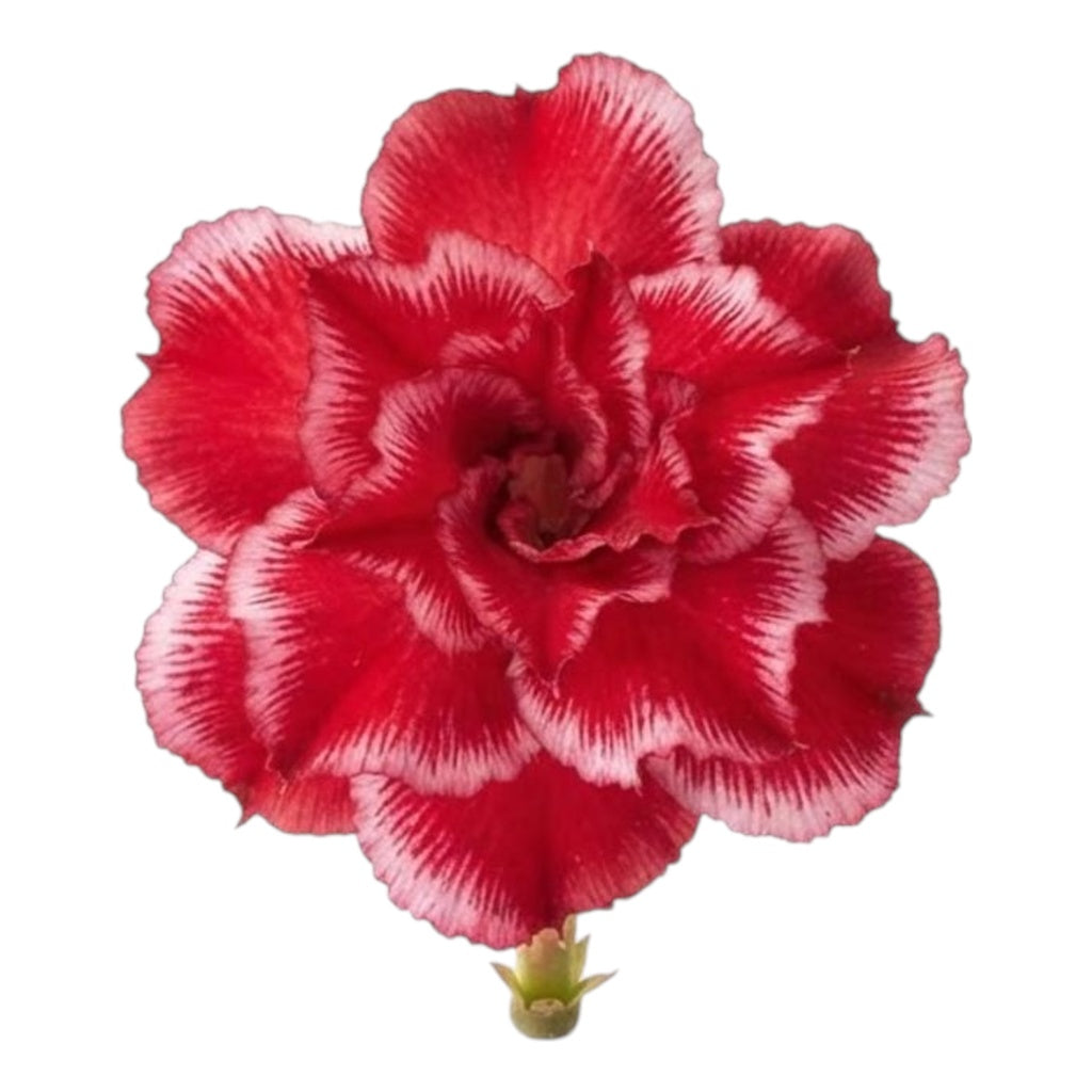 Adenium Multi-Petal Grafted Vibrant Pink / Red BR15 Desert Rose - Ready To Flower (Vibrant Pink / Red) fresh flower bloom closeup - authentic nursery specimen photo by The Plantor