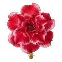 Adenium Multi-Petal Grafted Vibrant Pink / Red BR15 Desert Rose - Ready To Flower (Vibrant Pink / Red) fresh flower bloom closeup - authentic nursery specimen photo by The Plantor