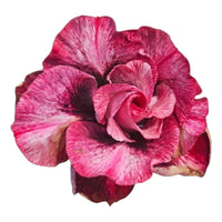 Adenium Multi-Petal Grafted Vibrant Pink / Red BR151 Desert Rose - Ready To Flower (Vibrant Pink / Red) fresh flower bloom closeup - authentic nursery specimen photo by The Plantor