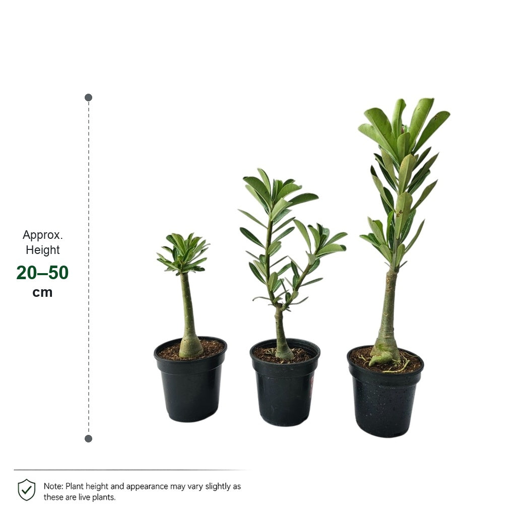 Adenium Multi-Petal Grafted Golden Yellow BR18 Desert Rose - Ready To Flower live plant size guide - 20–50 cm delivered height in 4-5 Inch Nursery Pot by The Plantor