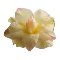 Adenium Multi-Petal Grafted Golden Yellow BR18 Desert Rose - Ready To Flower (Golden Yellow) fresh flower bloom closeup - authentic nursery specimen photo by The Plantor