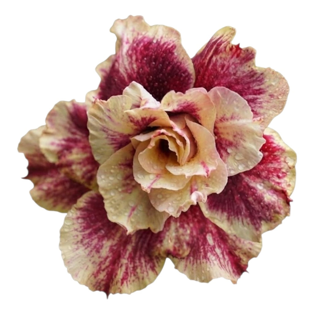 Adenium Multi-Petal Grafted Double Dark Red BR2 Desert Rose - Ready To Flower (Double Dark Red) fresh flower bloom closeup - authentic nursery specimen photo by The Plantor