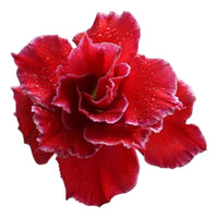 Adenium Multi-Petal Grafted Double Dark Red BR27 Desert Rose - Ready To Flower (Double Dark Red) fresh flower bloom closeup - authentic nursery specimen photo by The Plantor