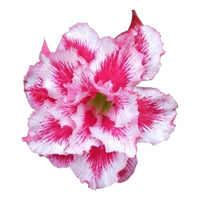 Adenium Multi-Petal Grafted Pink & White Stripe BR28 Desert Rose - Ready To Flower (Pink & White Stripe) fresh flower bloom closeup - authentic nursery specimen photo by The Plantor