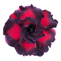 Adenium Multi-Petal Grafted Vibrant Pink / Red BR29 Desert Rose - Ready To Flower (Vibrant Pink / Red) fresh flower bloom closeup - authentic nursery specimen photo by The Plantor