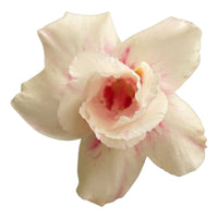 Adenium Multi-Petal Grafted Vibrant Multi-Color BR31 Desert Rose - Ready To Flower (Vibrant Multi-Color) fresh flower bloom closeup - authentic nursery specimen photo by The Plantor
