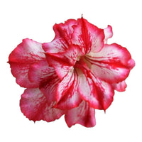 Adenium Multi-Petal Grafted Vibrant Pink / Red BR32 Desert Rose - Ready To Flower (Vibrant Pink / Red) fresh flower bloom closeup - authentic nursery specimen photo by The Plantor