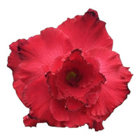 Adenium Multi-Petal Grafted Vibrant Pink / Red BR39 Desert Rose - Ready To Flower (Vibrant Pink / Red) fresh flower bloom closeup - authentic nursery specimen photo by The Plantor