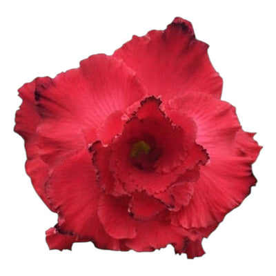 Adenium Multi-Petal Grafted BR39 Desert Rose - Ready To Flower