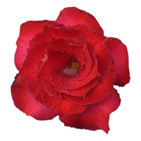 Adenium Multi-Petal Grafted Double Dark Red BR41 Desert Rose - Ready To Flower (Double Dark Red) fresh flower bloom closeup - authentic nursery specimen photo by The Plantor