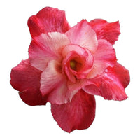 Adenium Multi-Petal Grafted Vibrant Pink / Red BR42 Desert Rose - Ready To Flower (Vibrant Pink / Red) fresh flower bloom closeup - authentic nursery specimen photo by The Plantor