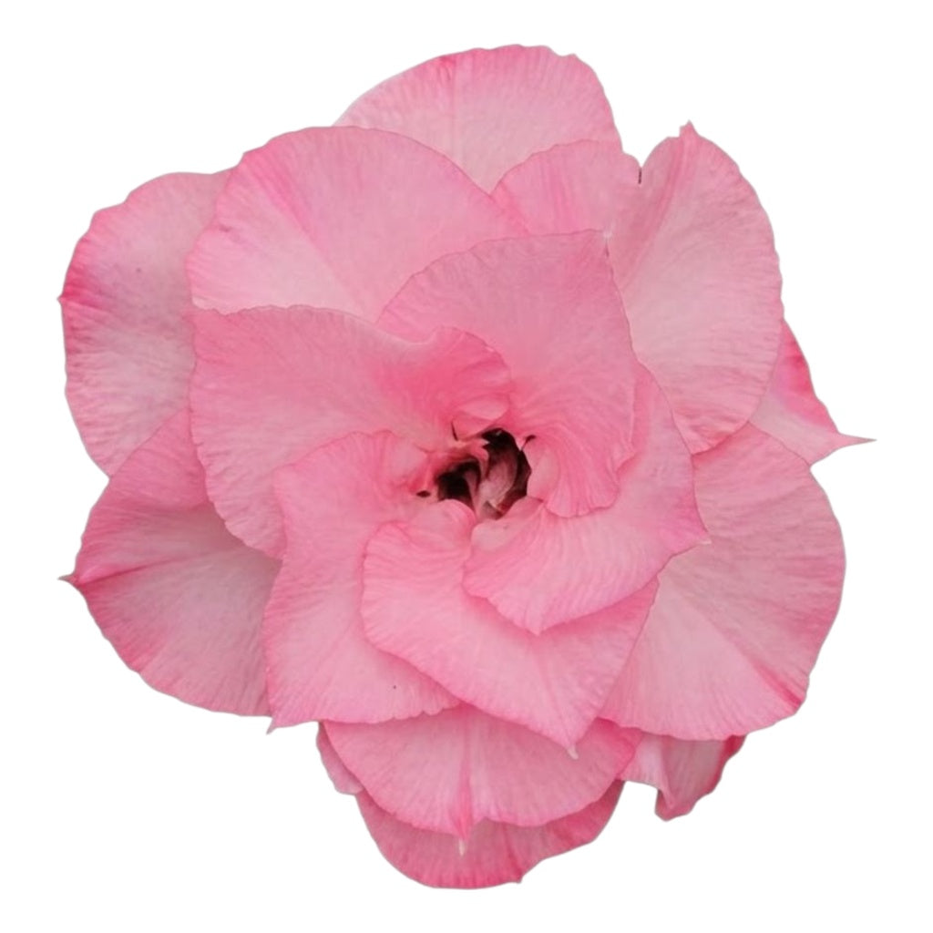 Adenium Multi-Petal Grafted Vibrant Pink / Red BR46 Desert Rose - Ready To Flower (Vibrant Pink / Red) fresh flower bloom closeup - authentic nursery specimen photo by The Plantor