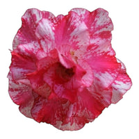 Adenium Multi-Petal Grafted Vibrant Pink / Red BR50 Desert Rose - Ready To Flower (Vibrant Pink / Red) fresh flower bloom closeup - authentic nursery specimen photo by The Plantor