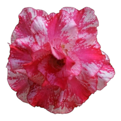 Adenium Multi-Petal Grafted BR50 Desert Rose - Ready To Flower