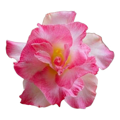 Adenium Multi-Petal Grafted BR52 Desert Rose - Ready To Flower