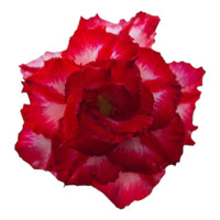 Adenium Multi-Petal Grafted Double Dark Red BR54 Desert Rose - Ready To Flower (Double Dark Red) fresh flower bloom closeup - authentic nursery specimen photo by The Plantor