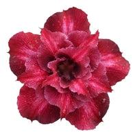 Adenium Multi-Petal Grafted Double Dark Red BR55 Desert Rose - Ready To Flower (Double Dark Red) fresh flower bloom closeup - authentic nursery specimen photo by The Plantor