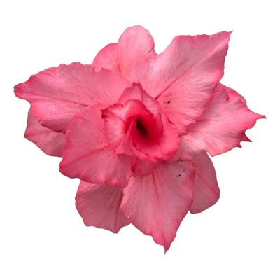 Adenium Multi-Petal Grafted BR58 Desert Rose - Ready To Flower