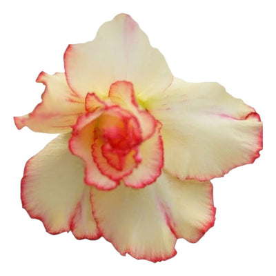 Adenium Multi-Petal Grafted BR63 Desert Rose - Ready To Flower