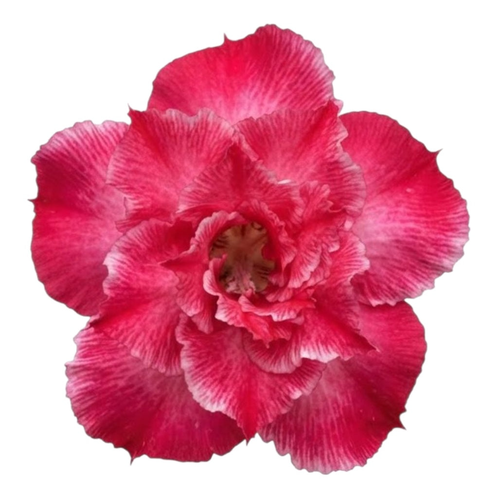 Adenium Multi-Petal Grafted Vibrant Pink / Red BR64 Desert Rose - Ready To Flower (Vibrant Pink / Red) fresh flower bloom closeup - authentic nursery specimen photo by The Plantor