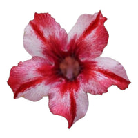 Adenium Multi-Petal Grafted Vibrant Pink / Red BR67 Desert Rose - Ready To Flower (Vibrant Pink / Red) fresh flower bloom closeup - authentic nursery specimen photo by The Plantor