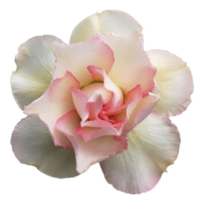 Adenium Multi-Petal Grafted BR68 Desert Rose - Ready To Flower