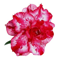 Adenium Multi-Petal Grafted Vibrant Pink / Red BR70 Desert Rose - Ready To Flower (Vibrant Pink / Red) fresh flower bloom closeup - authentic nursery specimen photo by The Plantor
