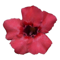 Adenium Multi-Petal Grafted Vibrant Pink / Red BR75 Desert Rose - Ready To Flower (Vibrant Pink / Red) fresh flower bloom closeup - authentic nursery specimen photo by The Plantor