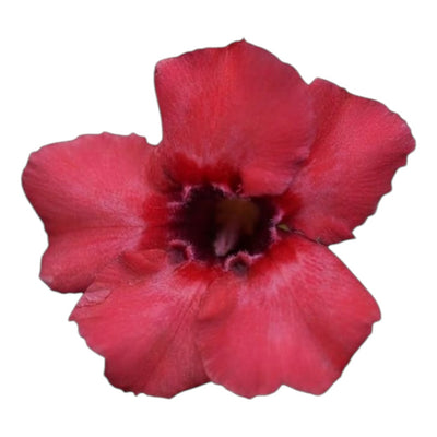 Adenium Multi-Petal Grafted BR75 Desert Rose - Ready To Flower