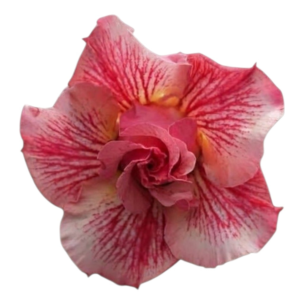 Adenium Multi-Petal Grafted Double Dark Red BR8 Desert Rose - Ready To Flower (Double Dark Red) fresh flower bloom closeup - authentic nursery specimen photo by The Plantor