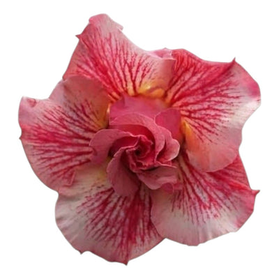 Adenium Multi-Petal Grafted BR8 Desert Rose - Ready To Flower