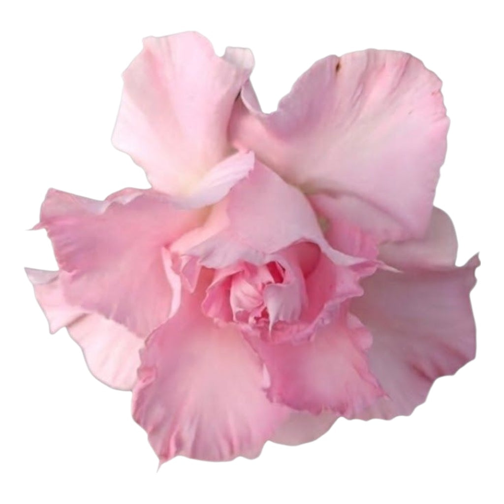 Adenium Multi-Petal Grafted Vibrant Pink / Red BR82 Desert Rose - Ready To Flower (Vibrant Pink / Red) fresh flower bloom closeup - authentic nursery specimen photo by The Plantor